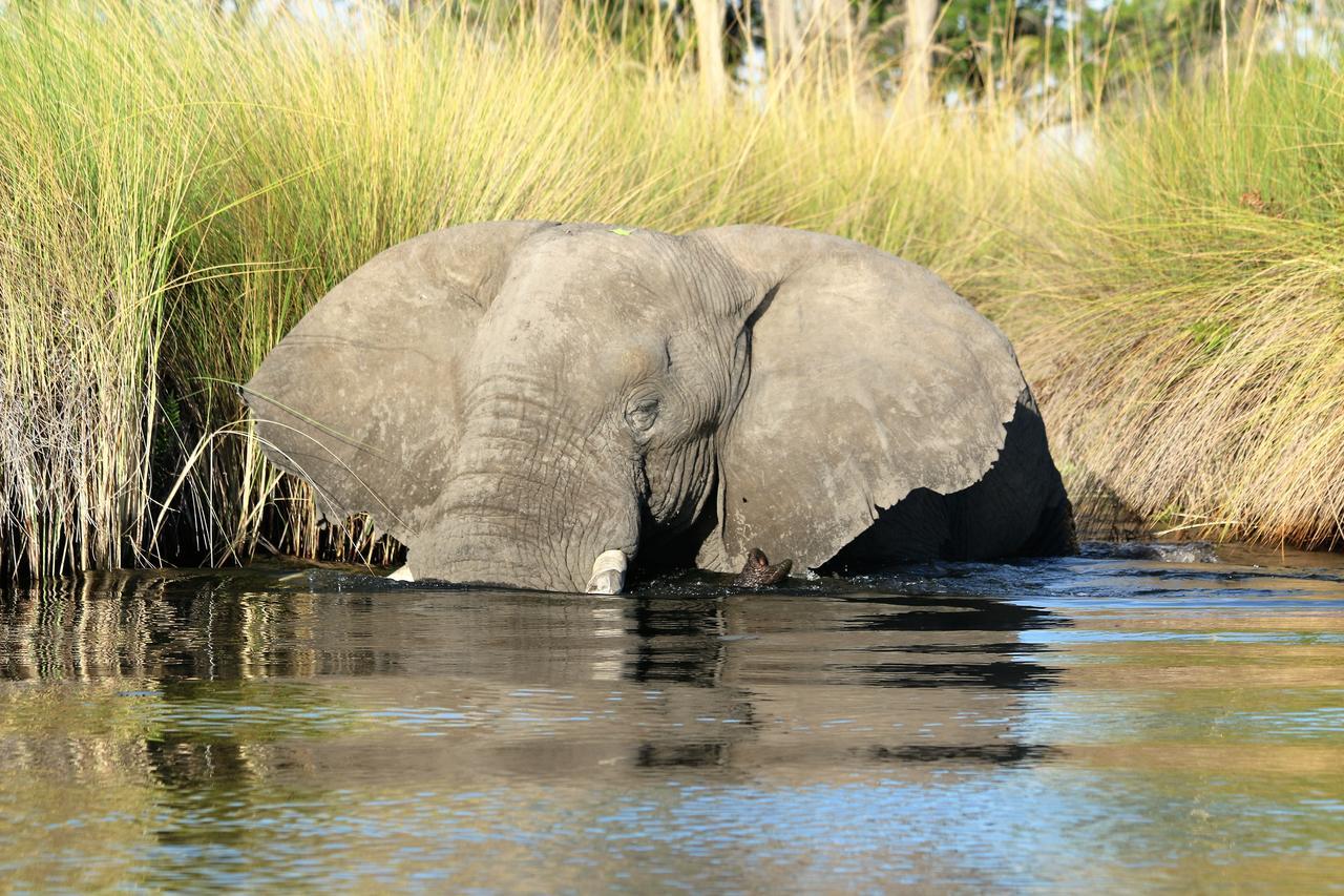 Island Safari Lodge Maun Dış mekan fotoğraf