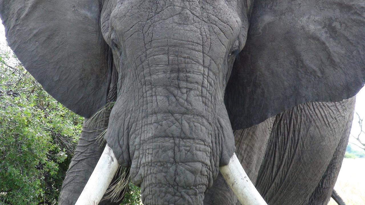 Island Safari Lodge Maun Dış mekan fotoğraf