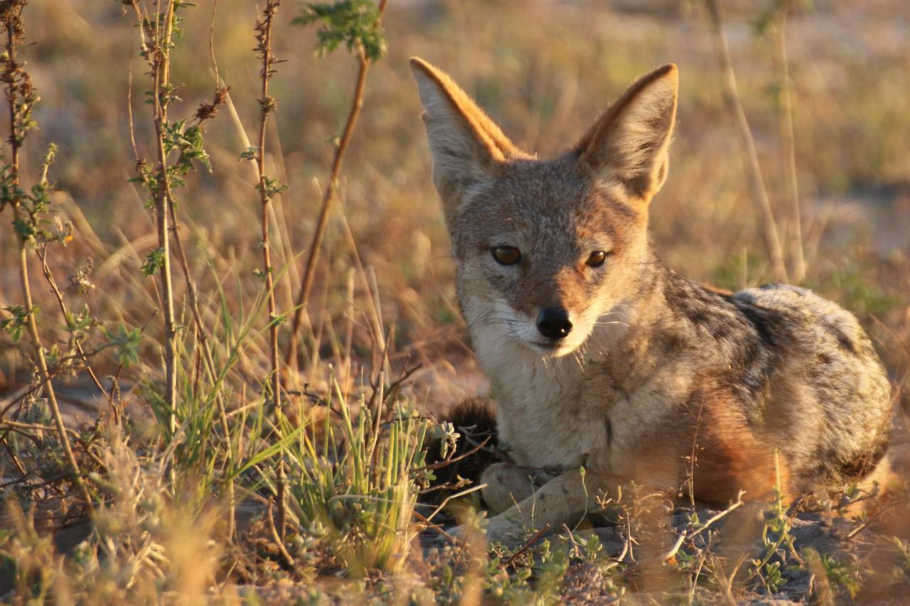 Island Safari Lodge Maun Dış mekan fotoğraf