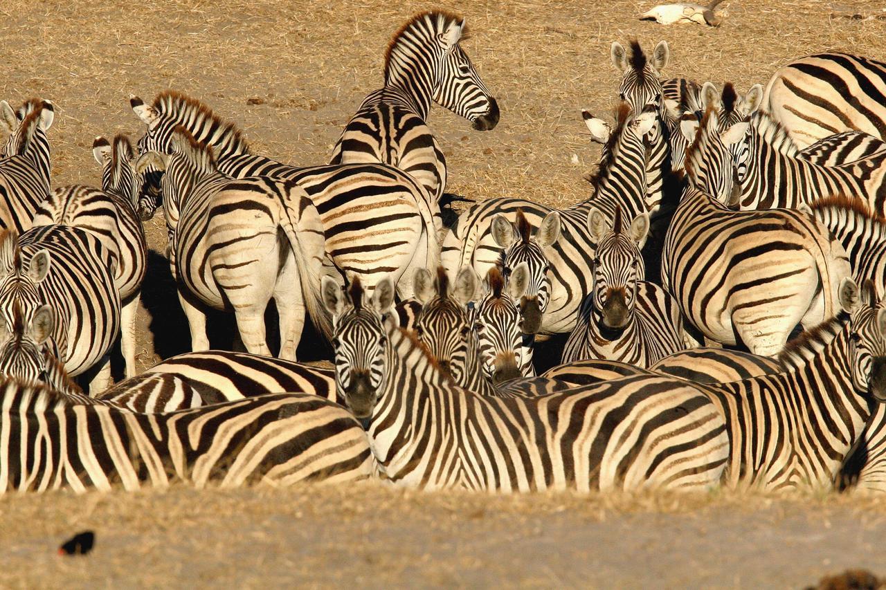 Island Safari Lodge Maun Dış mekan fotoğraf