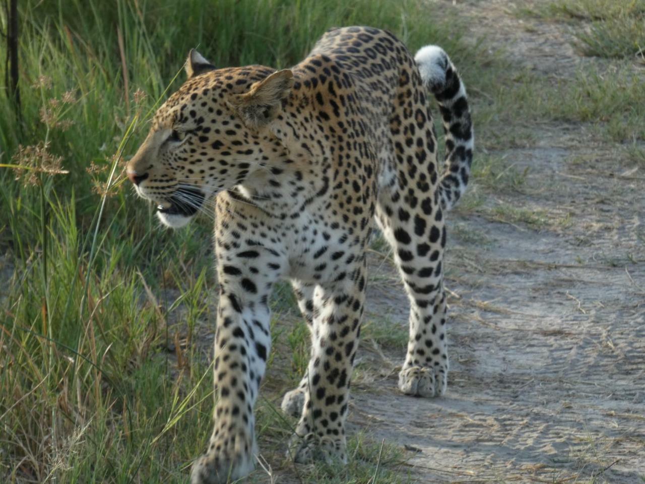 Island Safari Lodge Maun Dış mekan fotoğraf