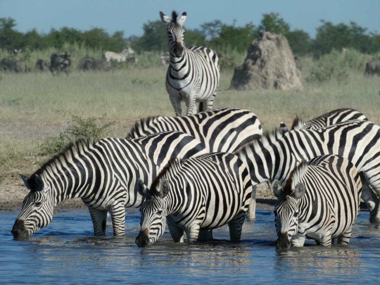 Island Safari Lodge Maun Dış mekan fotoğraf